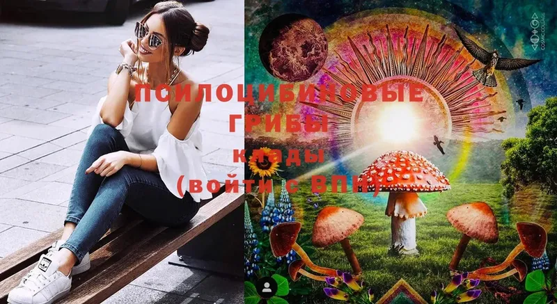 Псилоцибиновые грибы Psilocybe  Глазов 